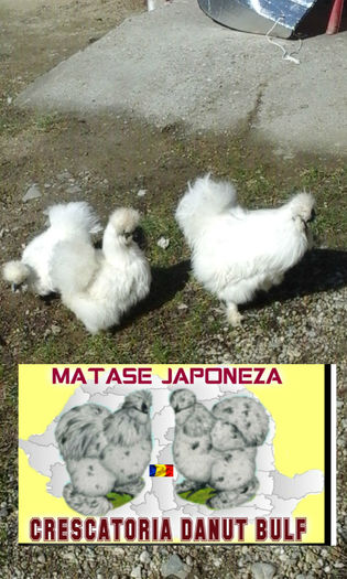 Matase Japoneza-Familia 2