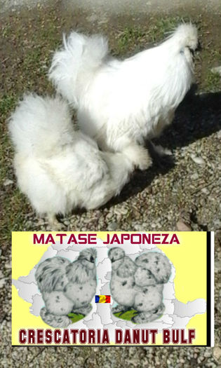 Matase Japoneza-Familia 2