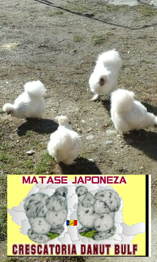 Matase Japoneza-Familia 2