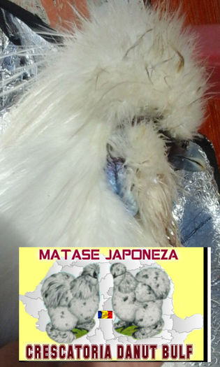 Matase Japoneza-Familia 2