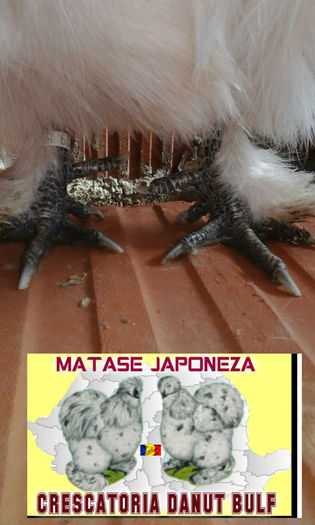 Matase Japoneza-Familia 2