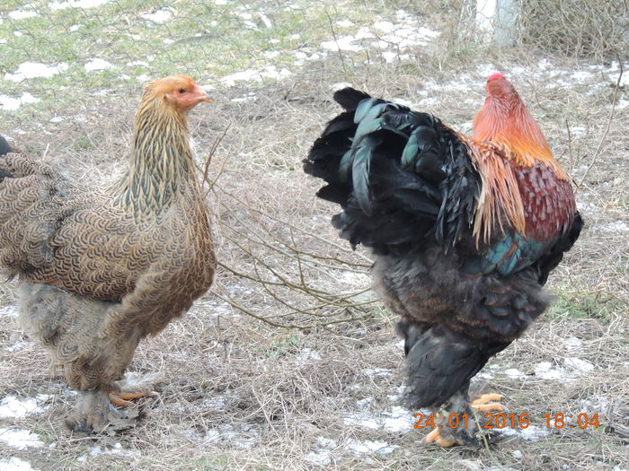 DSCN7464 - 2016 Matca Brahma Potarnichiu 2