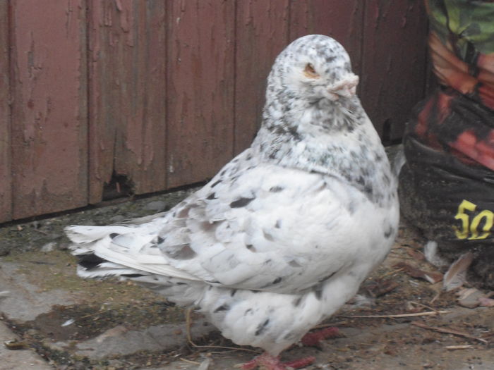 M-2011-vandut - 4-Poze Suplimentare AGH