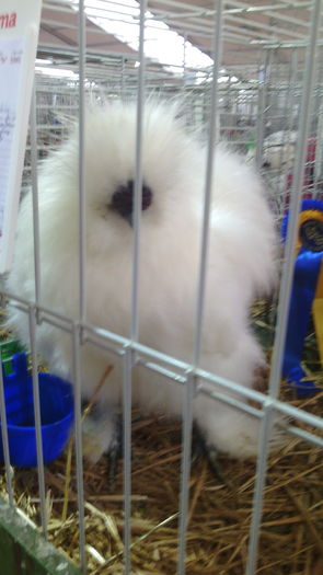 Campionul European Metz,Franta 2015