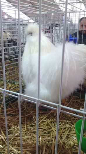 Campionul European Metz,Franta 2015