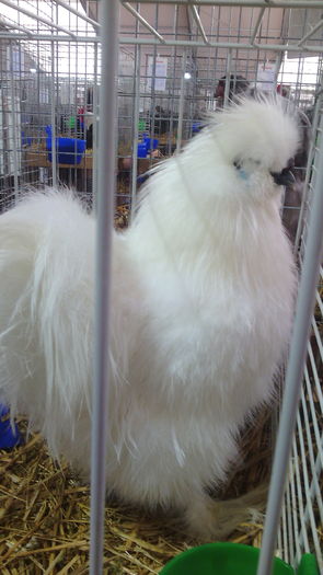 Campionul European Metz,Franta 2015