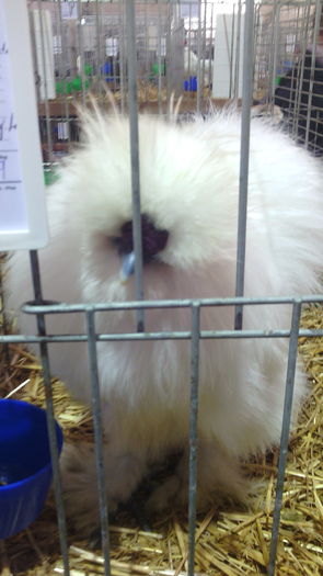 Campionul European Metz,Franta 2015