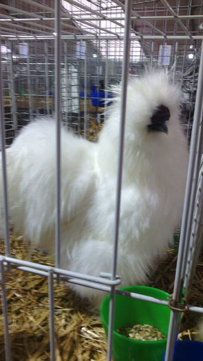 Campionul European Metz,Franta 2015