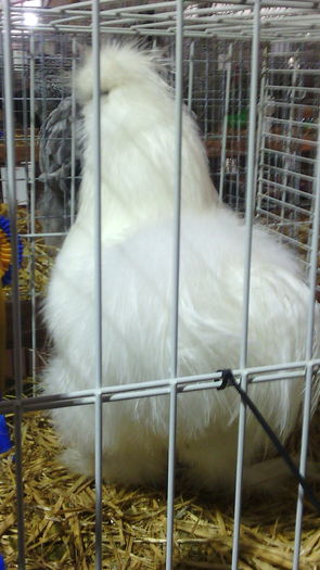 Campionul European Metz,Franta 2015