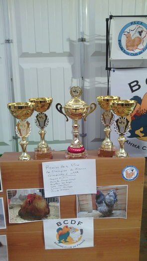 Club Matase Japoneza Franta