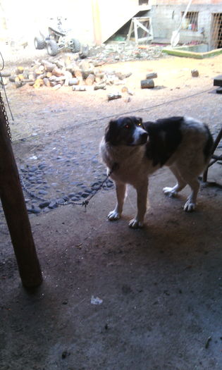 IMG_20160207_153117[1] - Animalutele mele