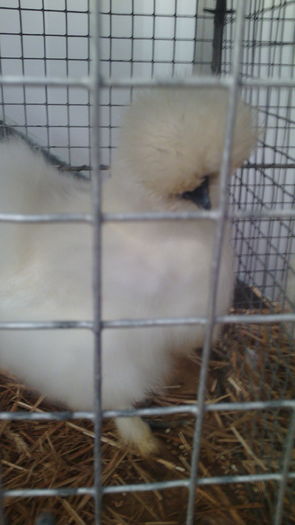 ICampioana Europeana Metz,Franta 2015