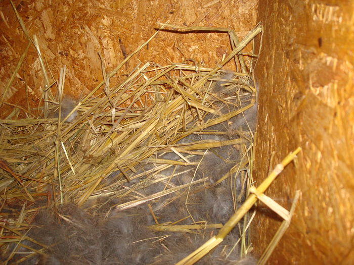 Cuib 07.02.2016; 7 pui
