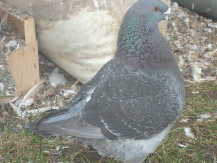 M-2015 - 2-AMERICAN GIANT HOMER