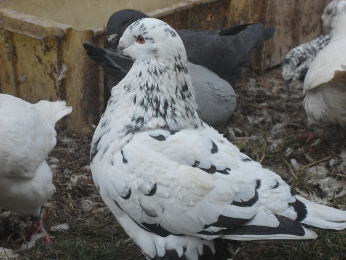 M-2015 - 2-AMERICAN GIANT HOMER