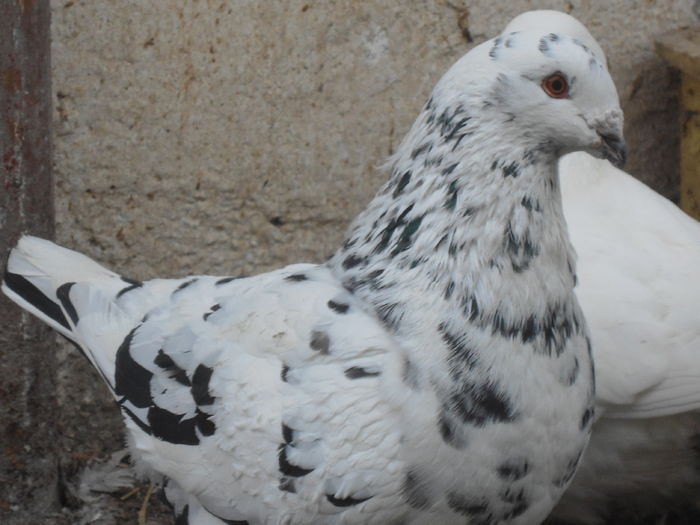 M-2015 - 2-AMERICAN GIANT HOMER