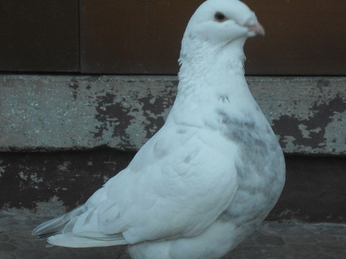 F-2105 - 2-AMERICAN GIANT HOMER