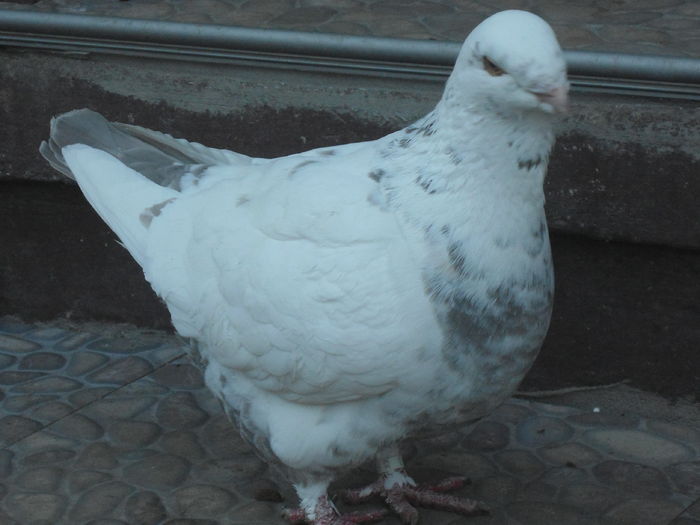 F-2015 - 2-AMERICAN GIANT HOMER