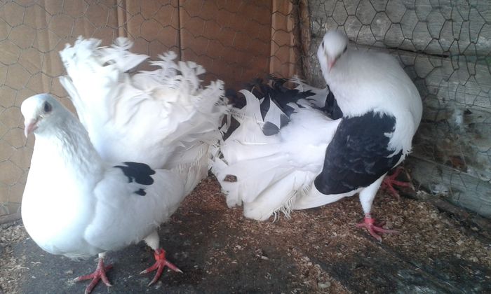 M F-2014 - Perechi Porumbei 2016