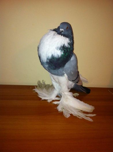 12665858_965277906884284_1273850121_n