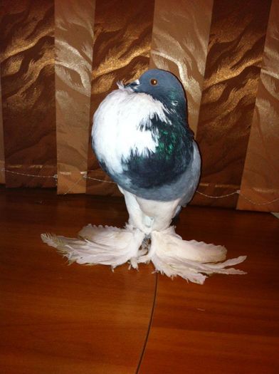 12674419_965277803550961_1651909315_n