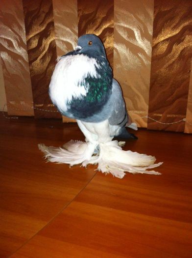 12713951_965277813550960_981435147_n