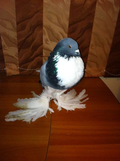 12714366_965277766884298_1933683765_n