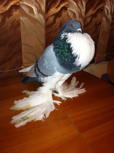 12714423_965277750217633_677201176_n