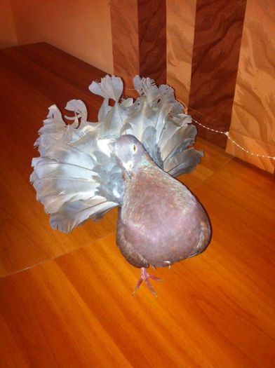 12650253_899645213483270_1507308456_n