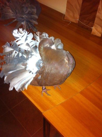 12659619_899645160149942_1095564009_n