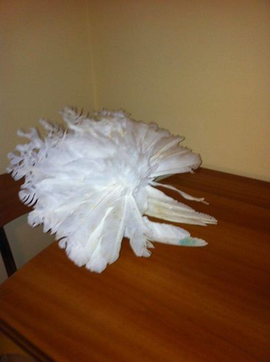 12659664_965277646884310_1330122009_n