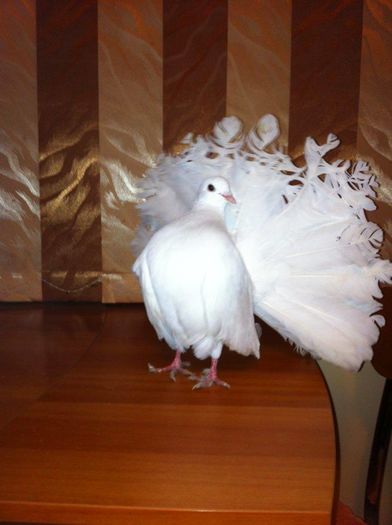 12660418_965277726884302_468275456_n