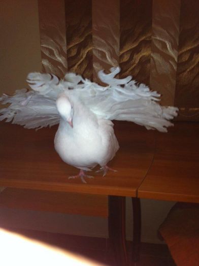 12665621_965277610217647_1941216669_n