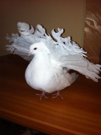 12695743_965277623550979_250032728_n