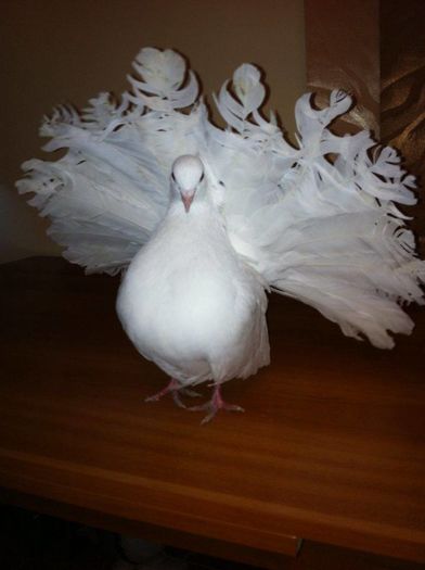 12695829_965277620217646_755427780_n