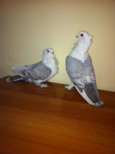 12674166_965278060217602_108871438_n