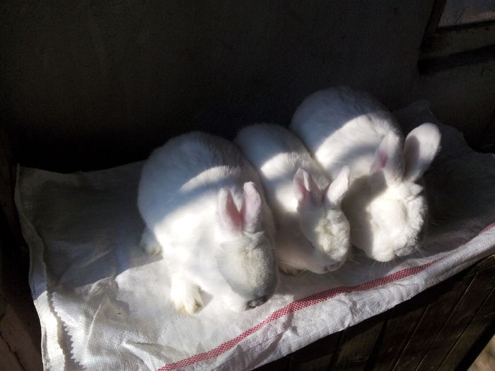 fiicele( 3 luni) si tatal