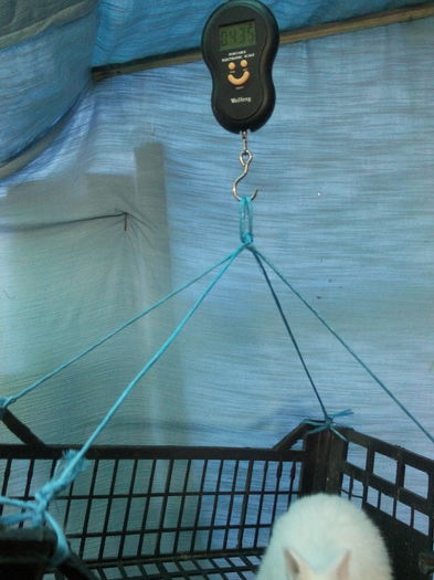 fratior la 3 saptamani