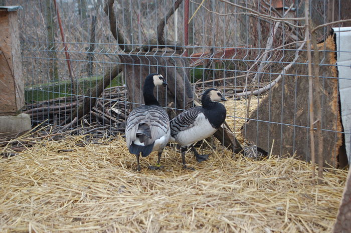 DSC_0002 - Gaste Calugarita - Branta leucopsis