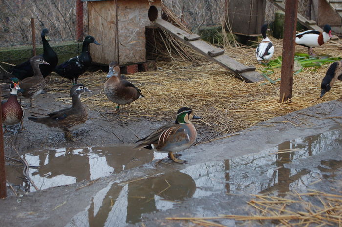 DSC_0021; deocamdata singur
