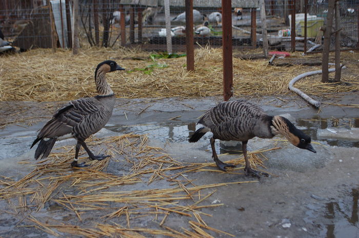 DSC_0024 - Gaste Hawaii - Branta sandvicensis