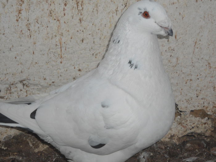 M-2013 - 2-AMERICAN GIANT HOMER