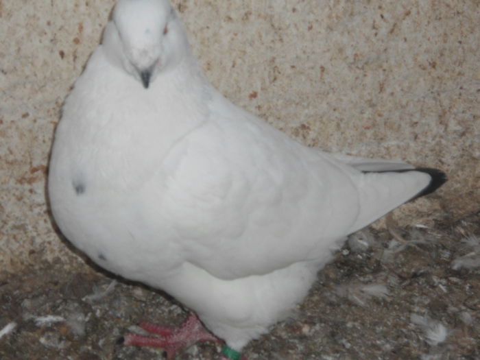 M-2013 - 2-AMERICAN GIANT HOMER