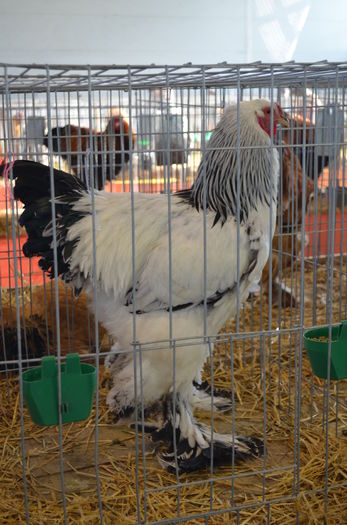 073 - Expozitia Brahma Cochin Club Romania 2016 Brasov