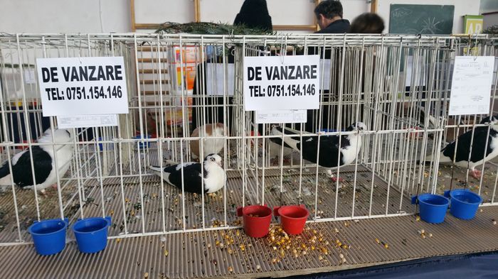 20160207_114004 - S- Expozitie Gherla 2016