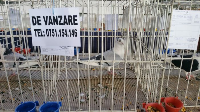 20160207_114424 - S- Expozitie Gherla 2016