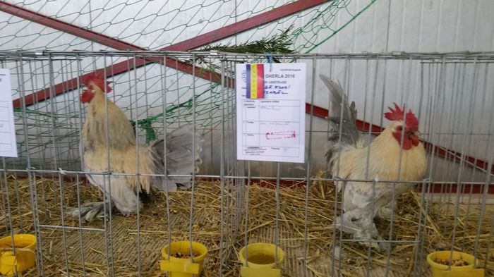 20160207_114831 - S- Expozitie Gherla 2016