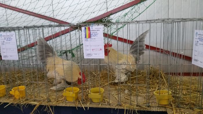 20160207_114841 - S- Expozitie Gherla 2016