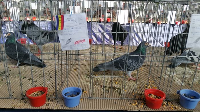 20160207_114937 - S- Expozitie Gherla 2016