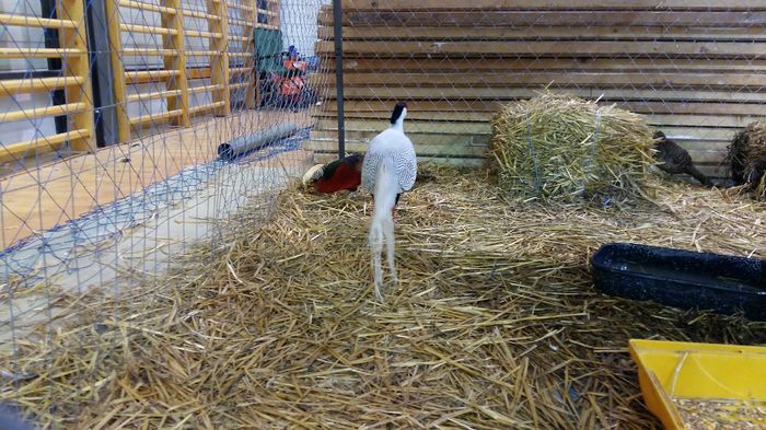 20160206_114434 - Expo Pajura - Otopeni 2016